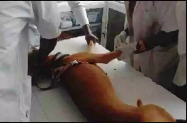 Killer Dog Which Attacked 6 Year Old Boy Killed In Takoradi